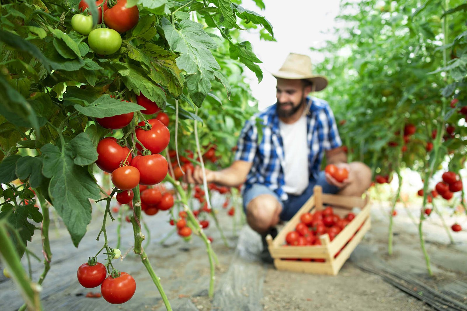 Agriculture Matters to the Future of World